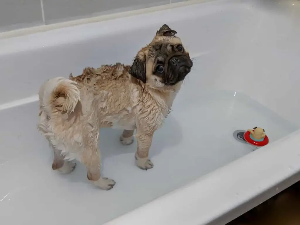 Pug en la bañera