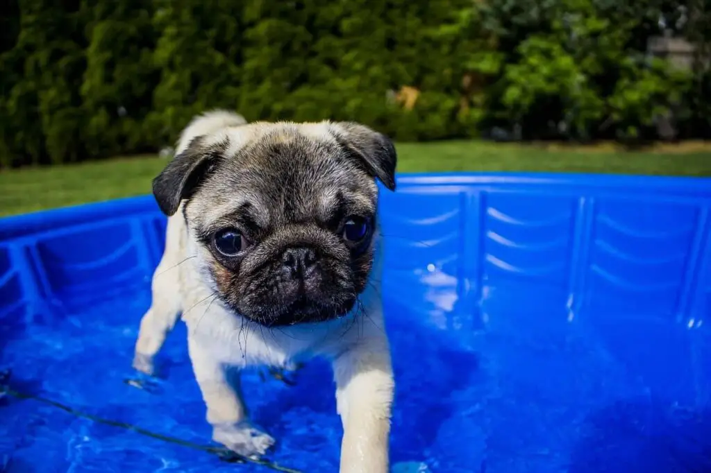 Pug in Swimming Pool