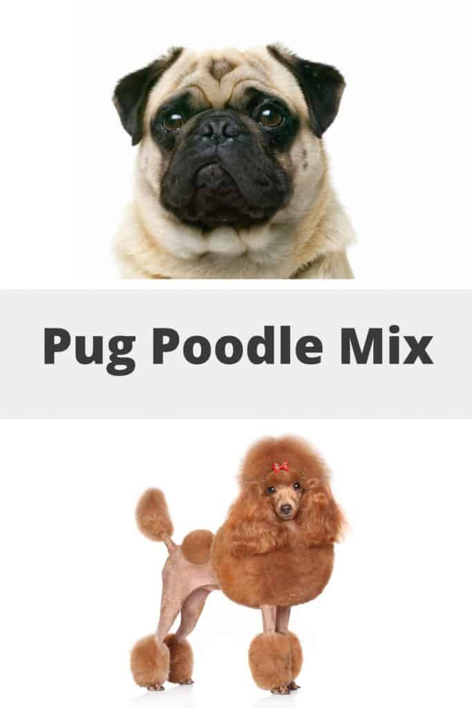 Pug Poodle Mix
