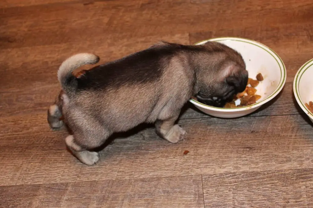 Pug Puppy Eating