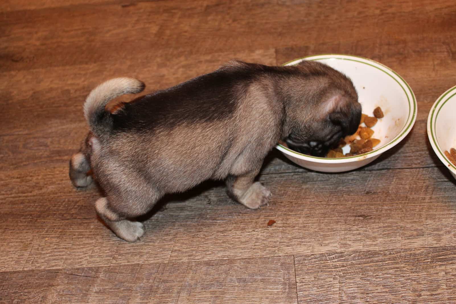 How Much to Feed a Pug Puppy? Dogable