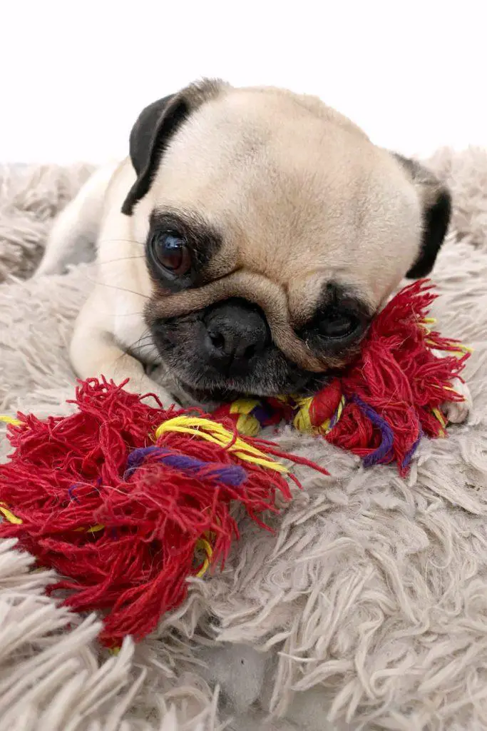 Pug Puppy Playing Toy