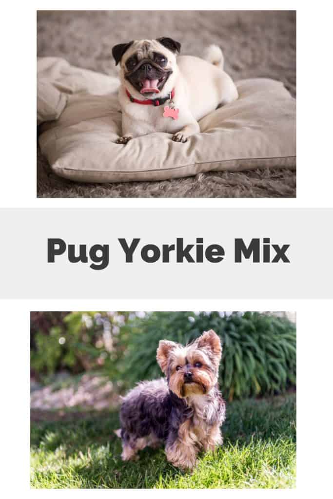 Pug Yorkie Mix Pin