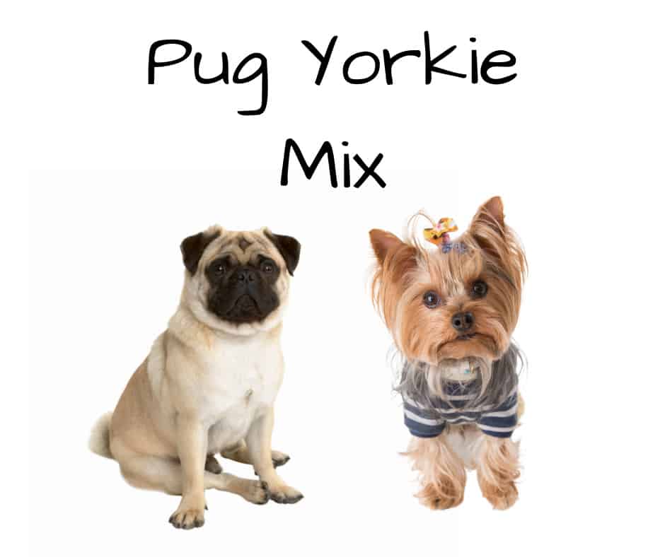 Pug Yorkie Mix