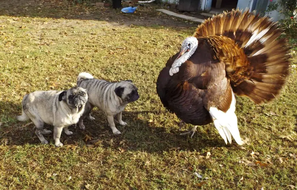 Pugs With A Turkey