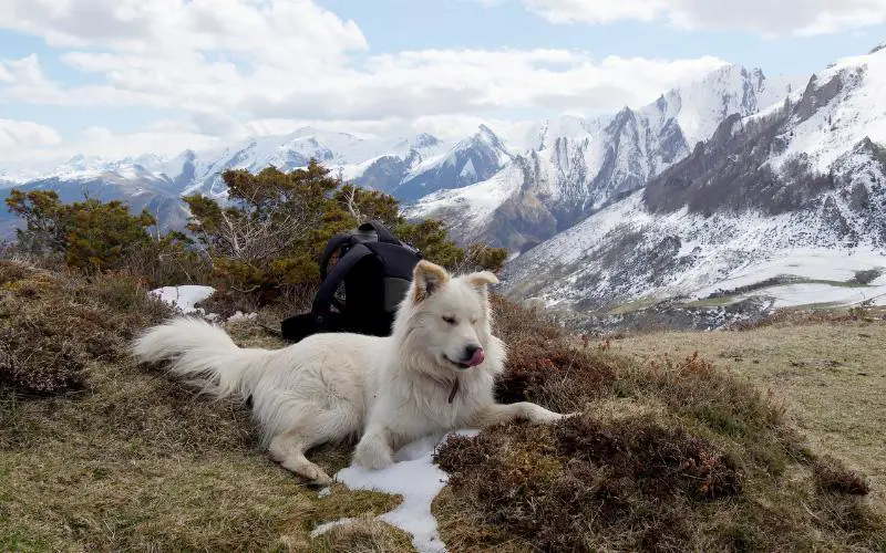 Pyrenean Mastiff Dog