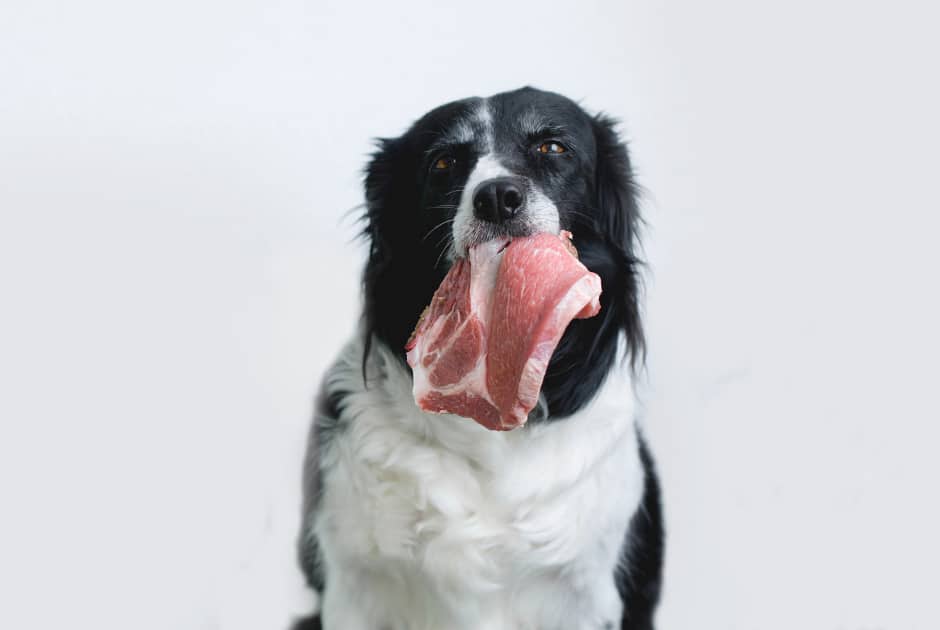 Raw Meat Diet For Dogs