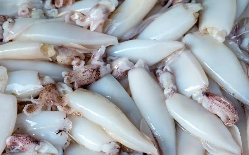 Raw Squid For Dogs