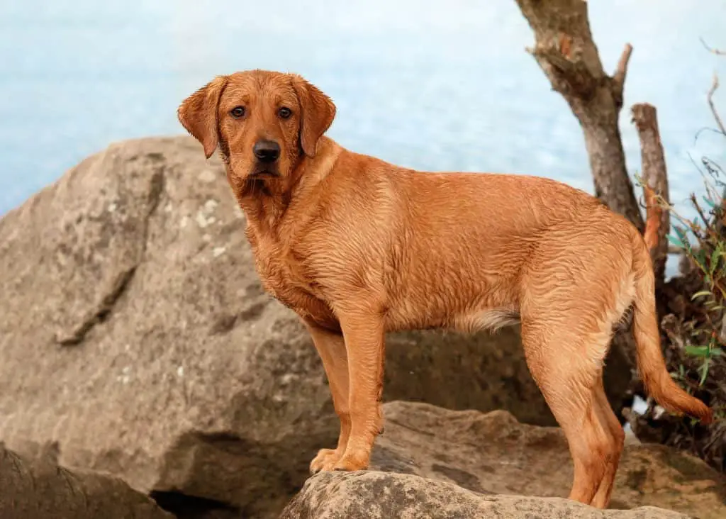Where to Find Fox Red Lab Puppies For Sale Dogable