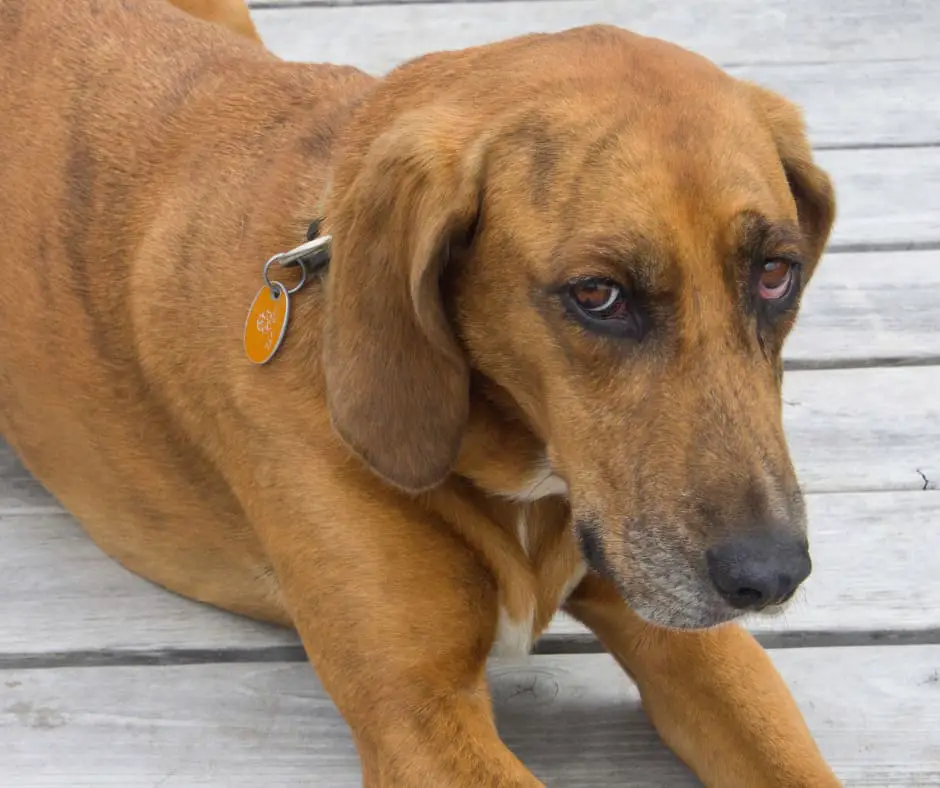Redbone Coonhound Puppy For Sale