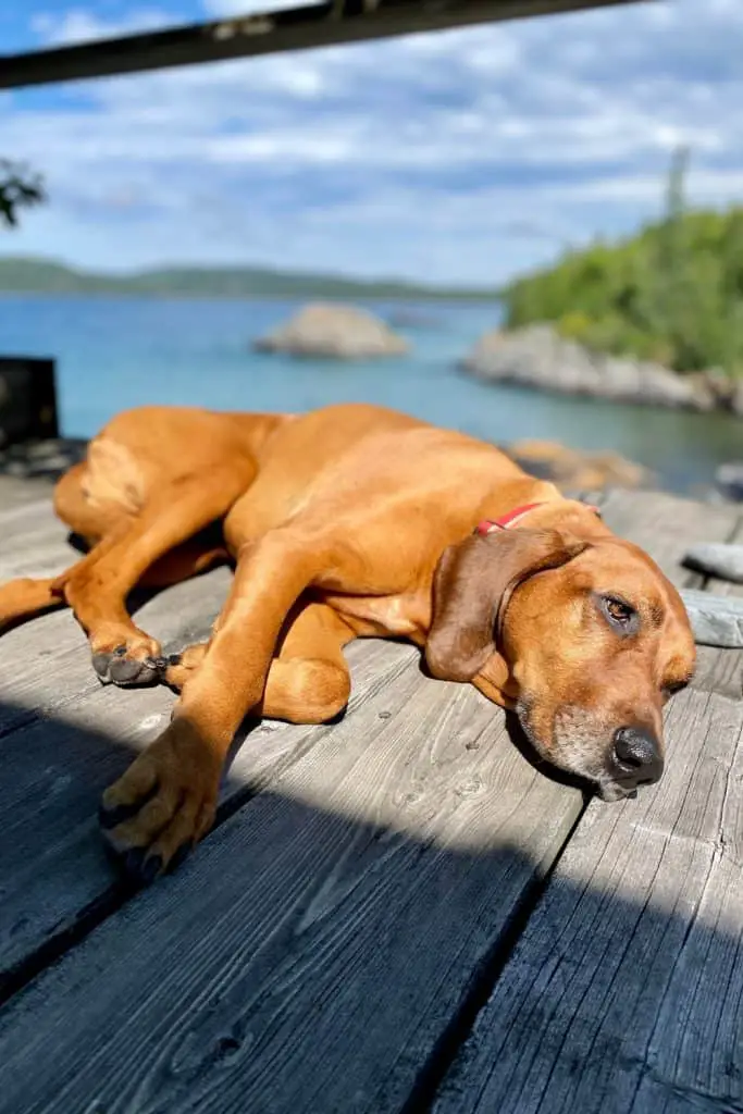Redbone Coonhound Rescue