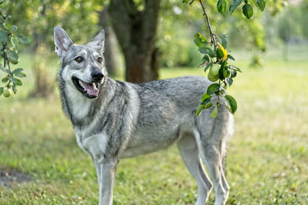 Saarloos Wolfdog Standing
