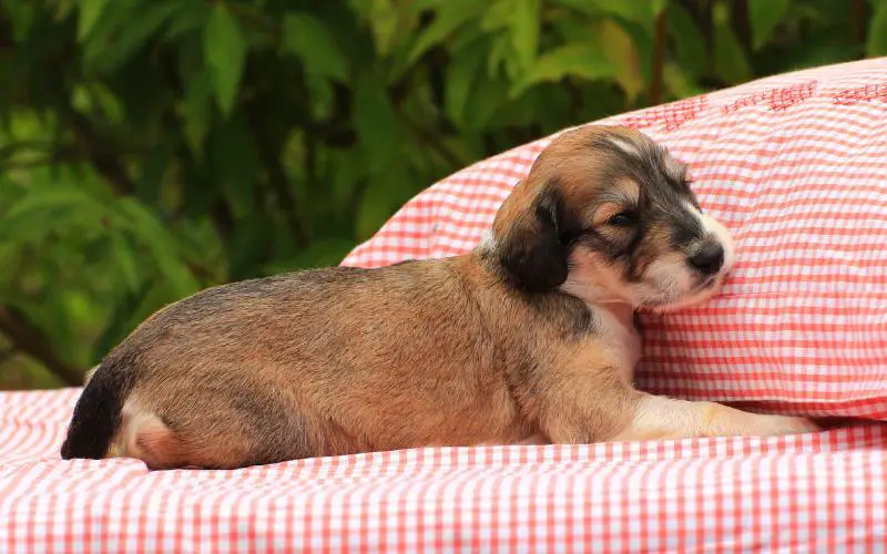 Saluki Puppy For Sale