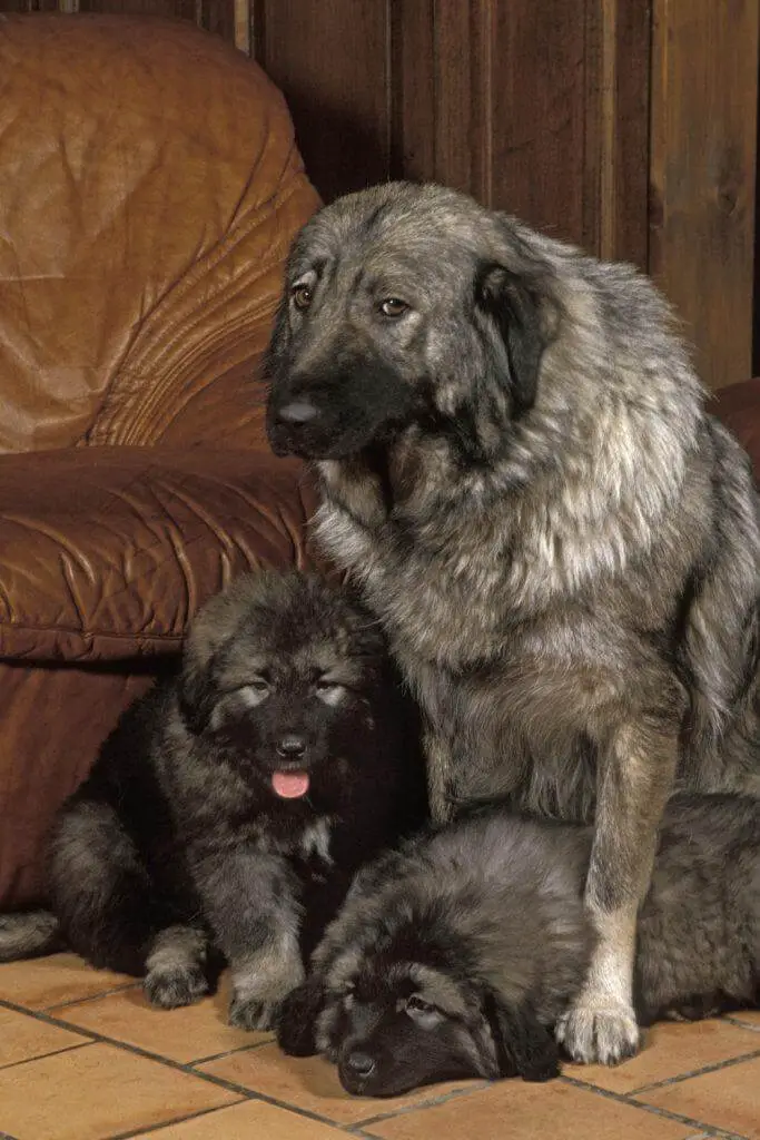 Sarplaninac Puppies For Sale With Mom