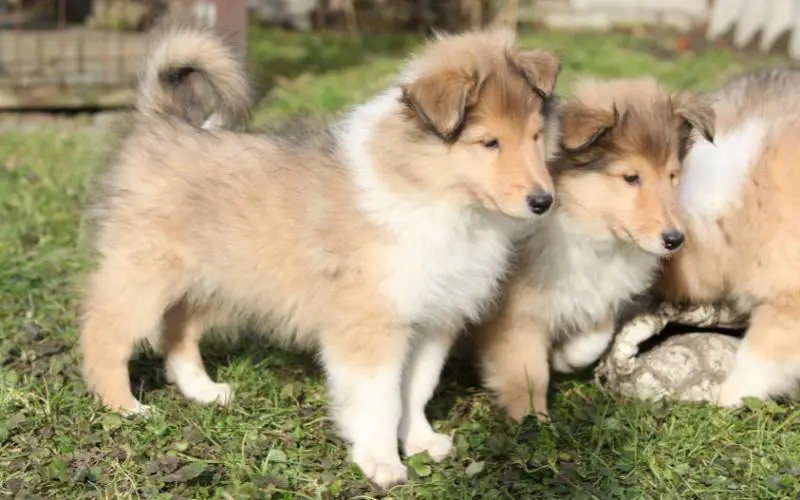 Scotch Collie Puppies For Sale