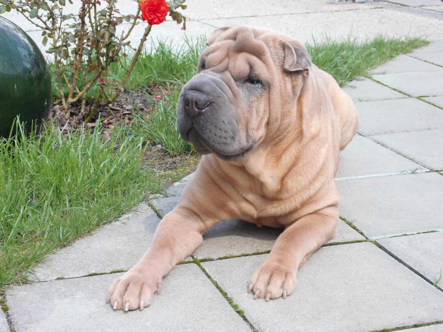 how to buy shar pei crypto