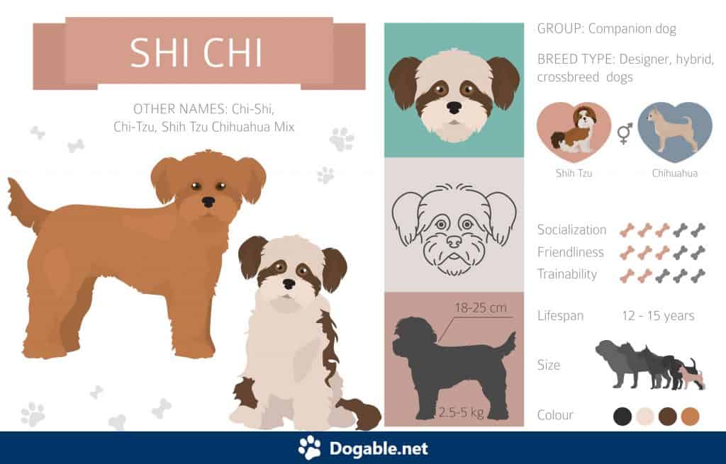 Shi-Chi Infographic