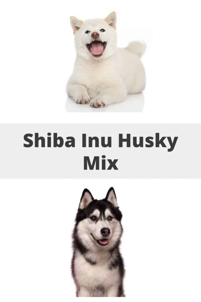 Shiba Inu Husky Mix