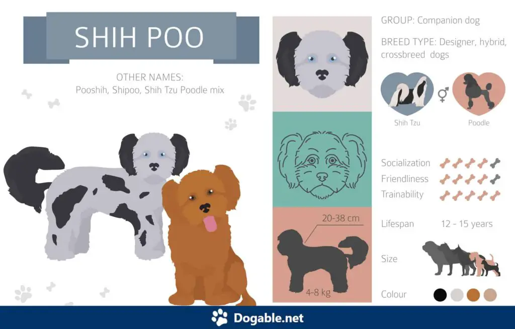 Shih-poo Infographic