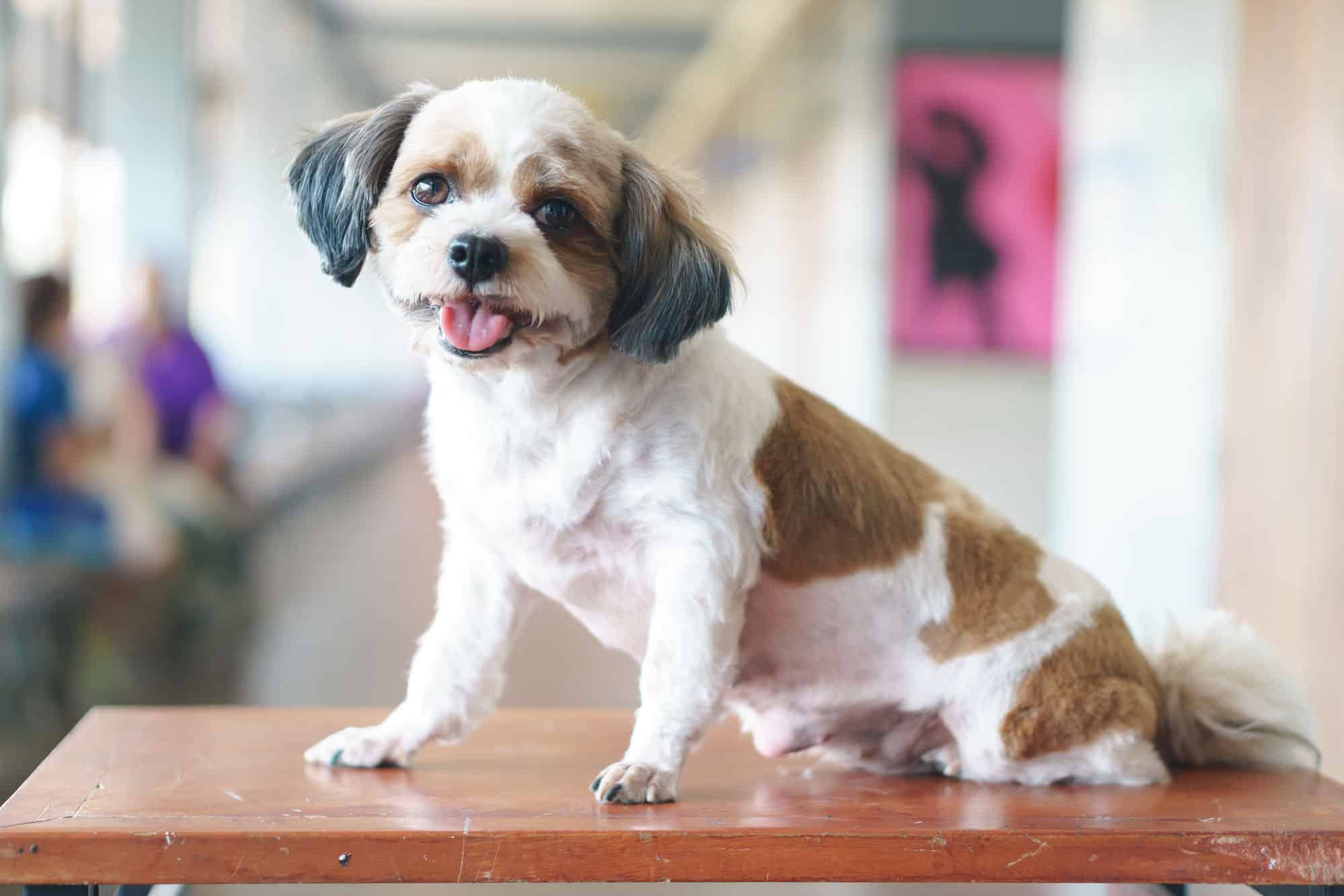 Learn More About The Shih Tzu Poodle Mix Aka The Shih Poo Dogable