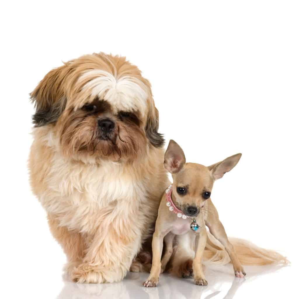 learn-about-the-shih-tzu-chihuahua-mix-aka-the-shichi-dogable