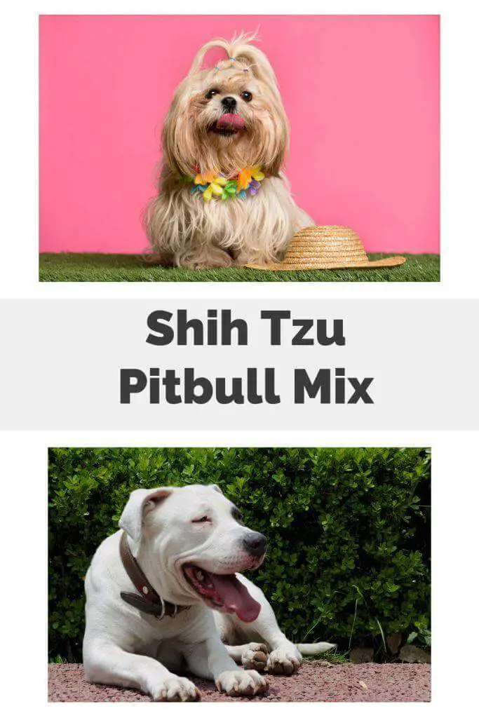 Shih Tzu Pitbull Mix Pin
