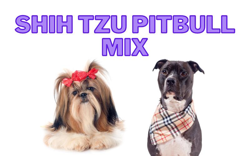 Shih Tzu Pitbull Mix