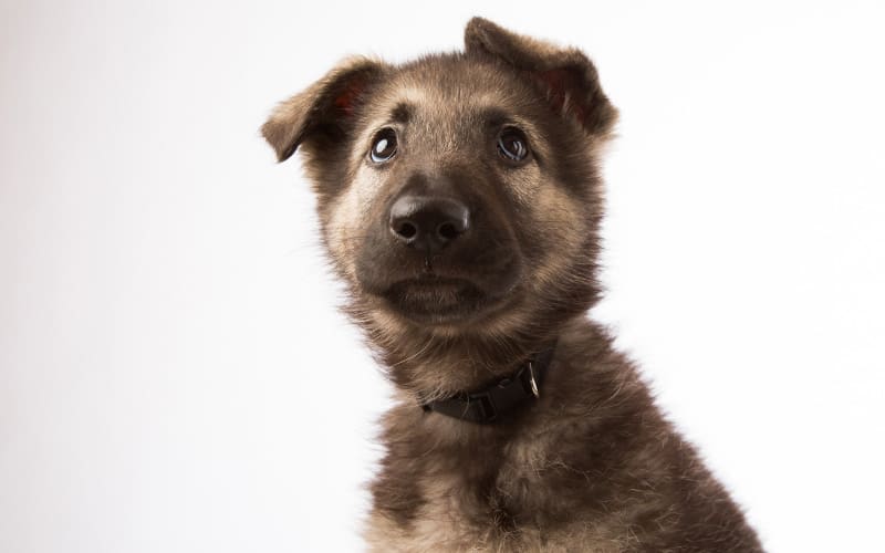 Shiloh Shepherd Puppy For Sale