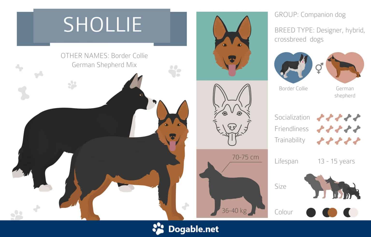 Learn about the German Shepherd Border Collie Mix aka the Shollie - Dogable