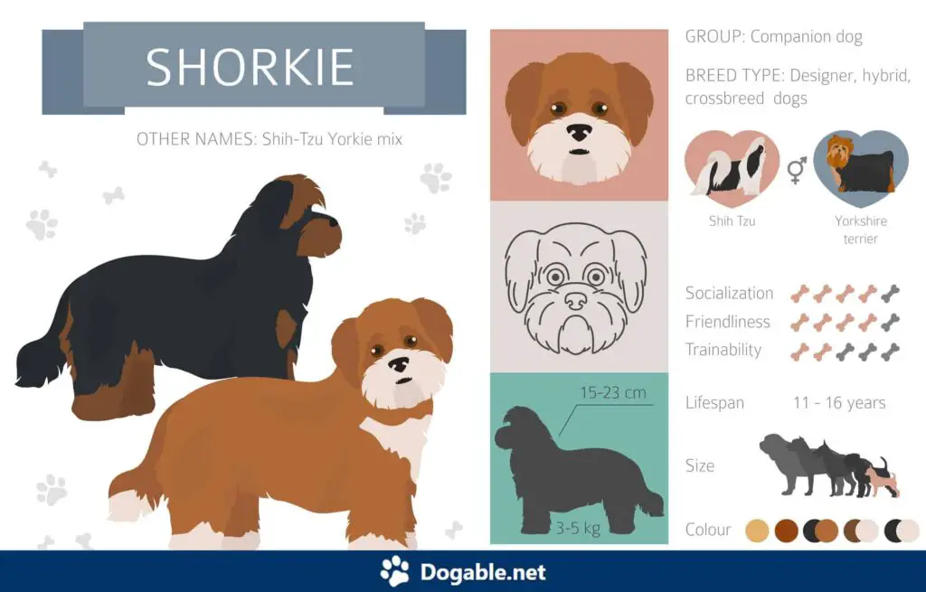 Shorkie Infographic