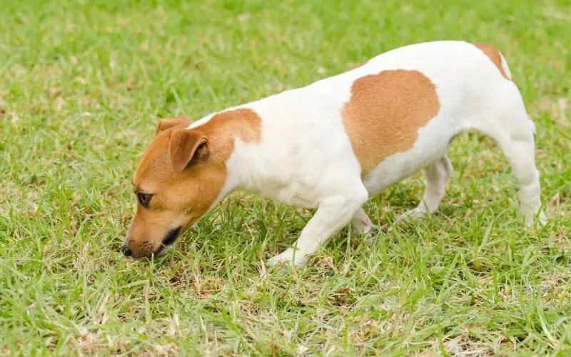 Shorty Jack Russell Rescue