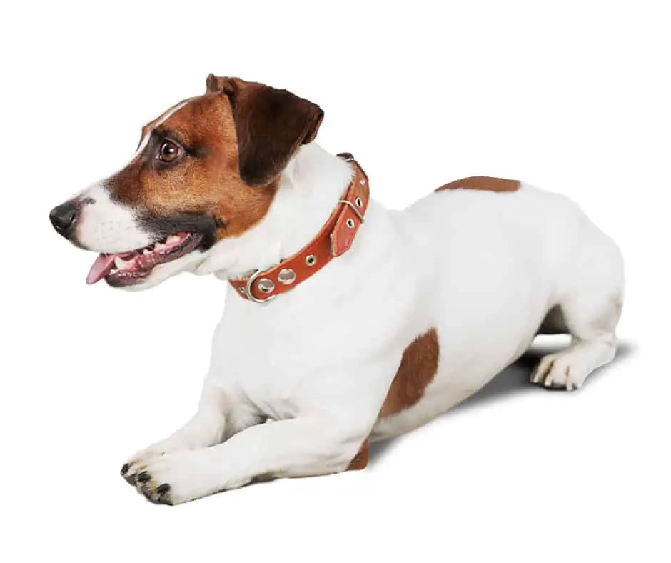 Shorty Jack Russell