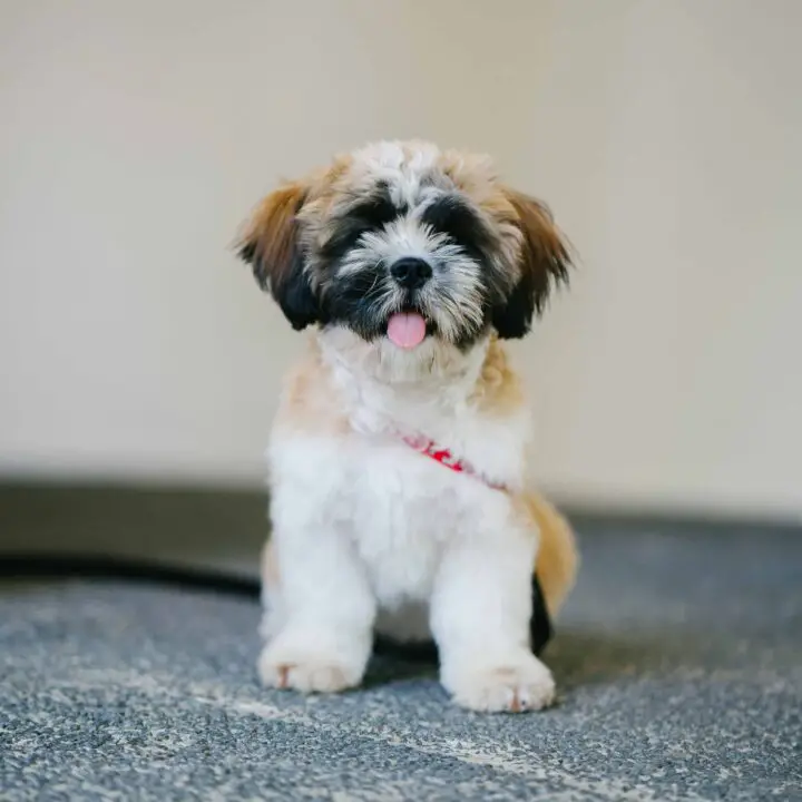 All About The Pomeranian Shih Tzu Mix Dogable