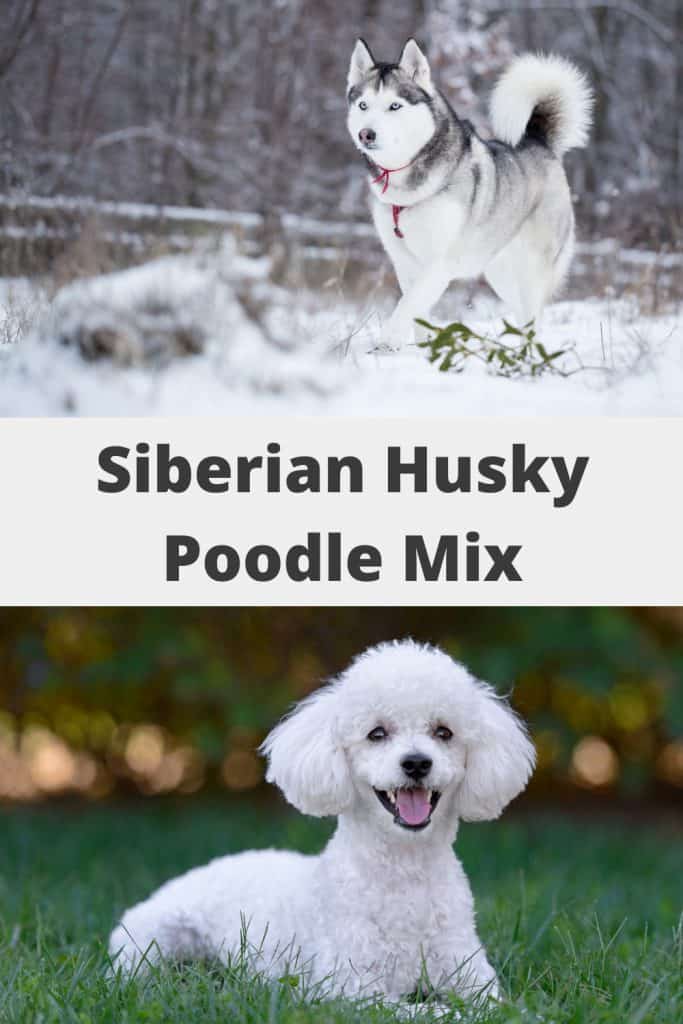 Siberian Husky Poodle Mix