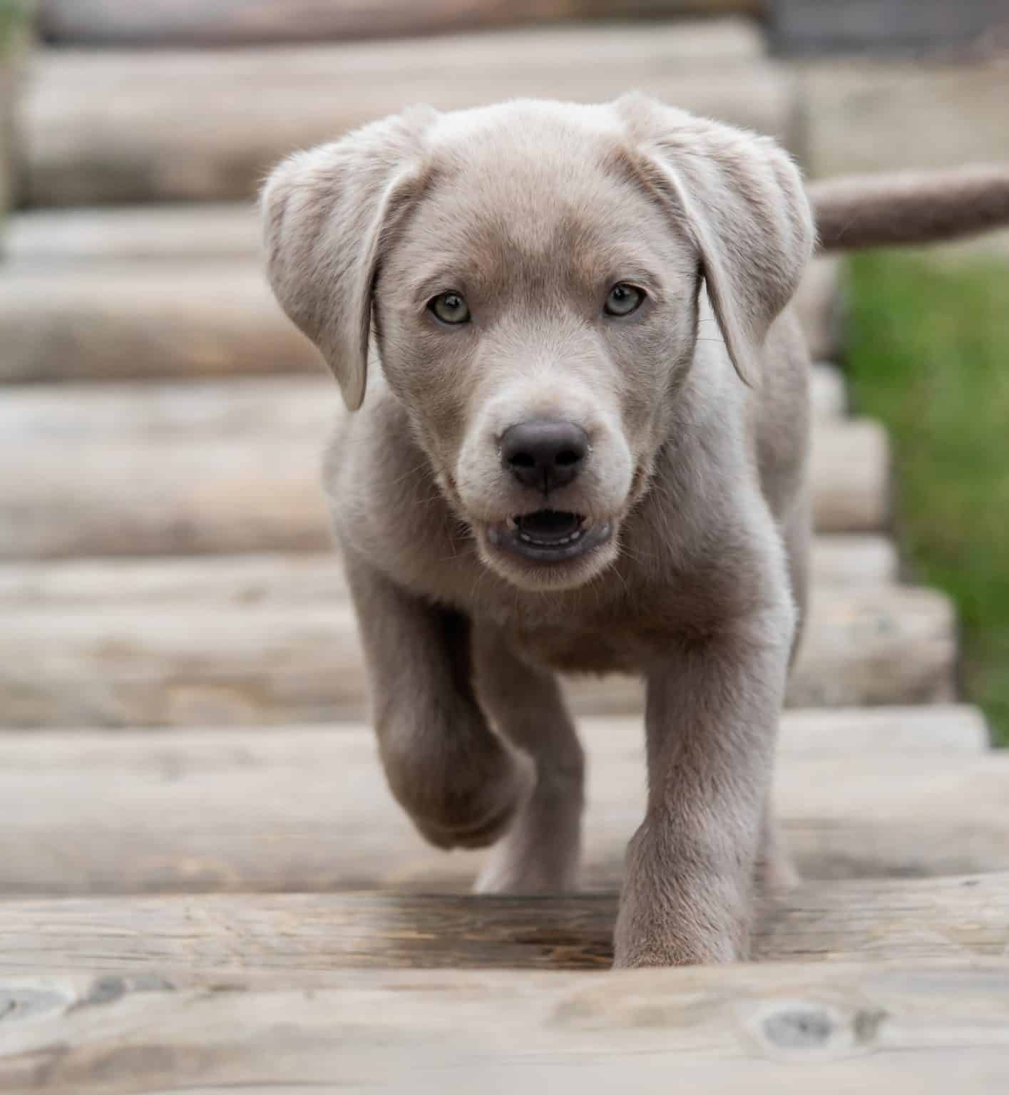 Where to Find Silver Lab Puppies for Sale Dogable