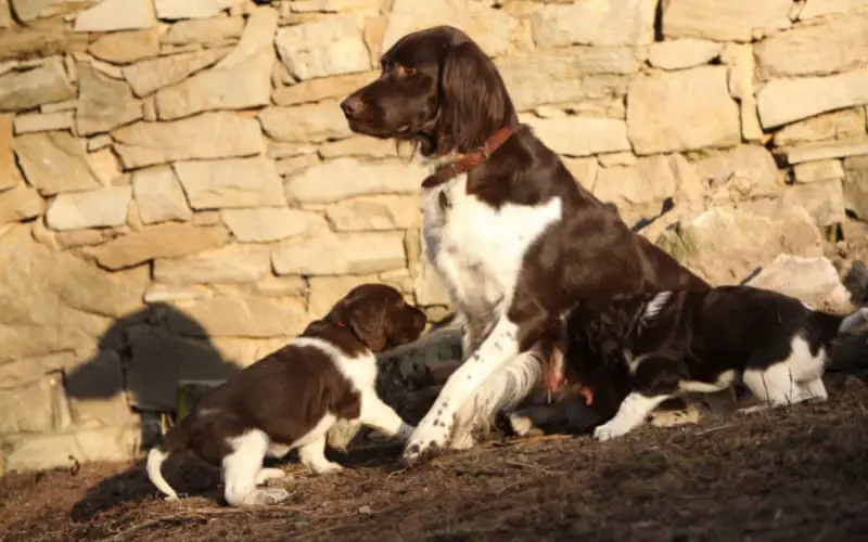 Small Munsterlander Puppies For Sale
