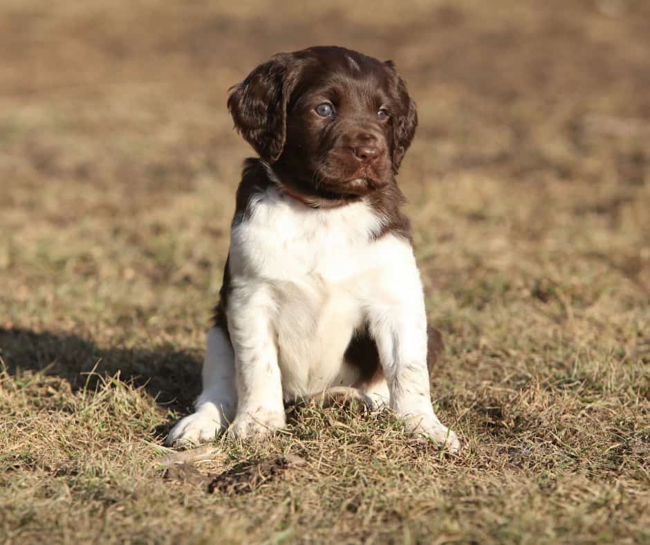 Small Munsterlander Puppy For Sale