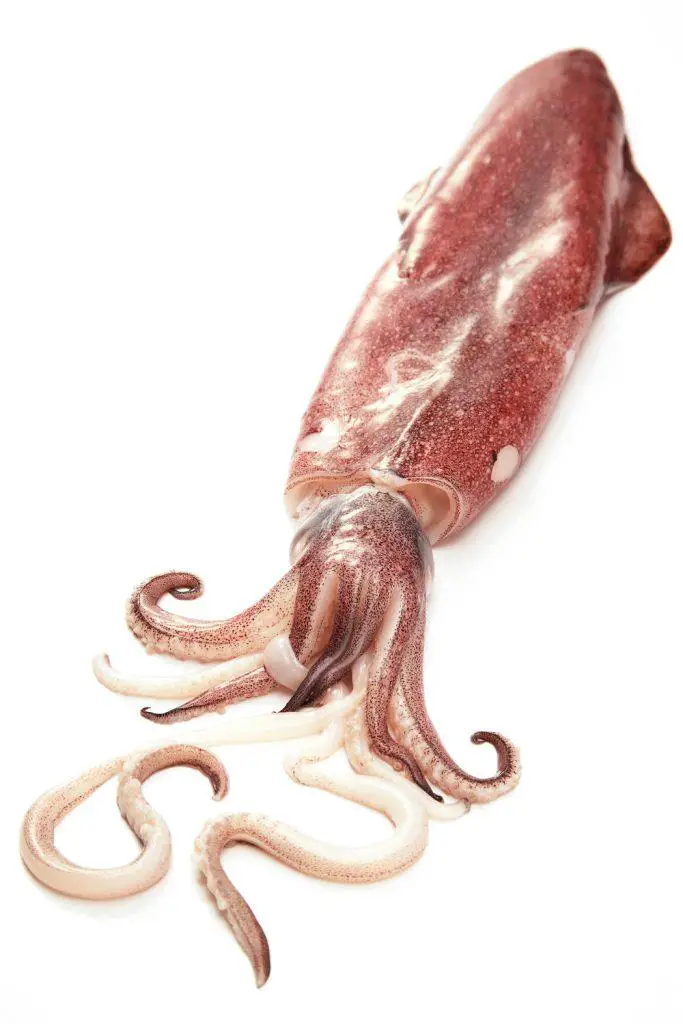 Squid For Dogs