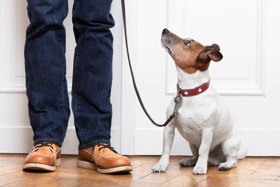 Steps To Discipline Your Dog