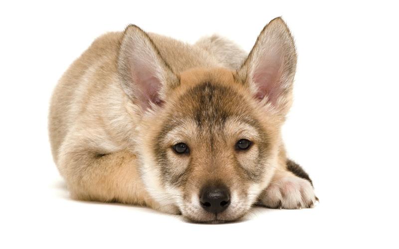 Where to Find Tamaskan Puppies for Sale - Dogable
