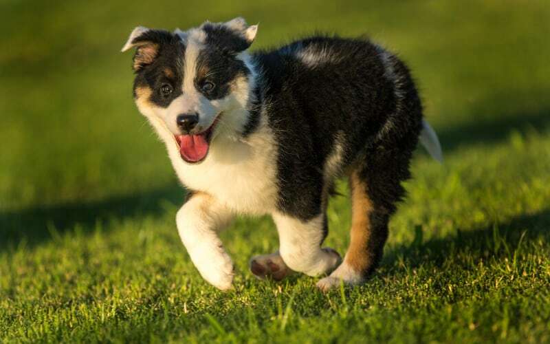 Texas Heeler Puppy For Sale