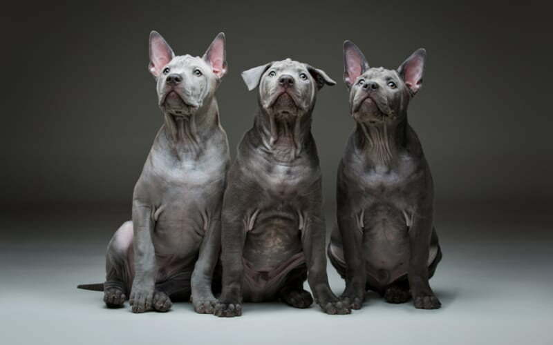 Thai Ridgeback Puppies For Sale