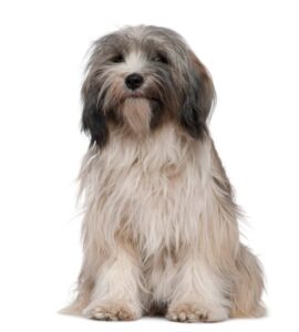 Tibetan Terrier Puppy For Sale