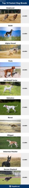 Top 10 Fastest Dog Breeds in the World