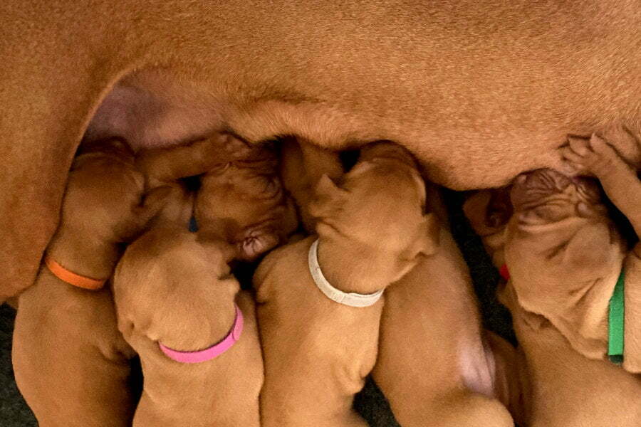 Vizsla Puppies For Sale