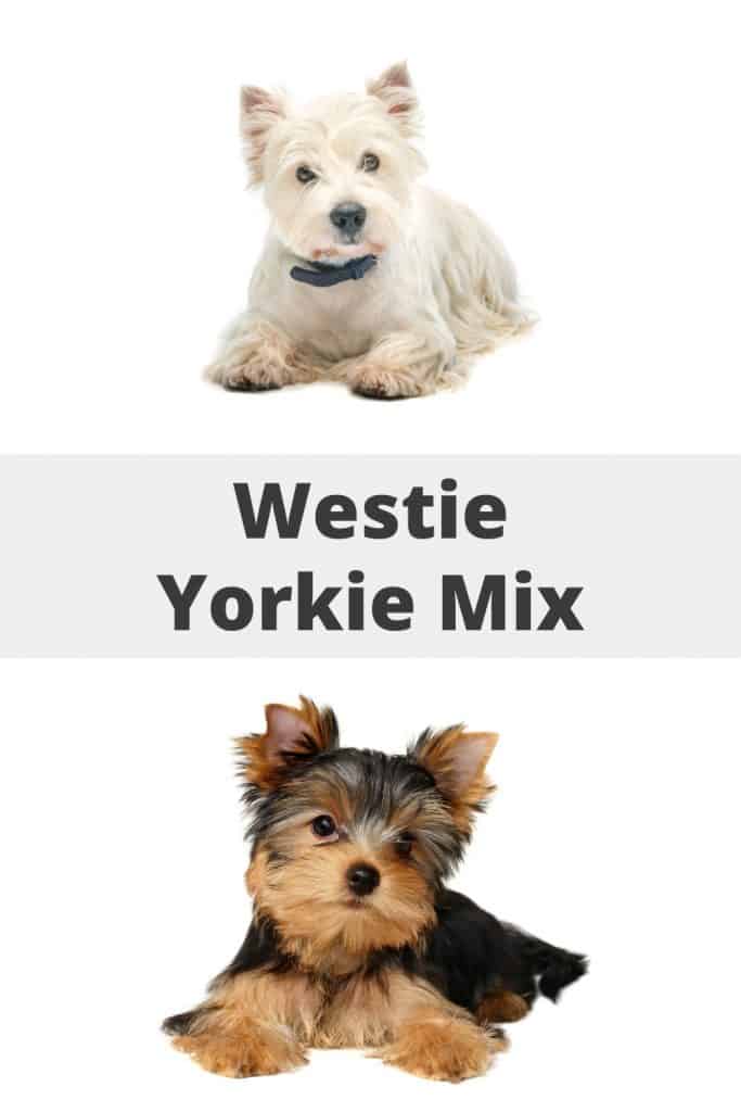 Westie Yorkie Mix
