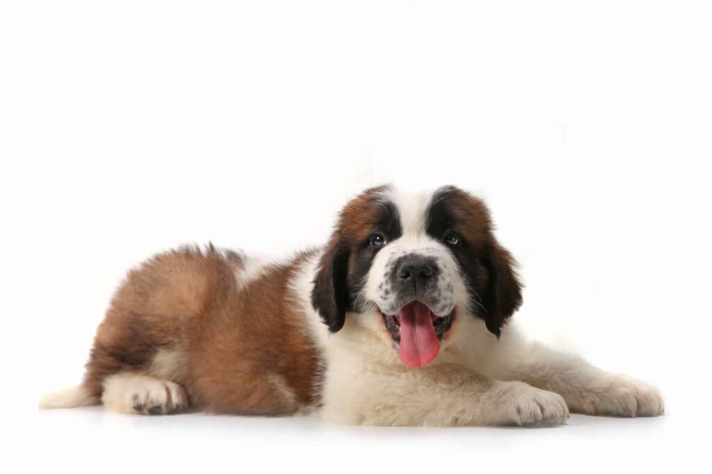 Where To Find Saint Bernard Puppies For Sale