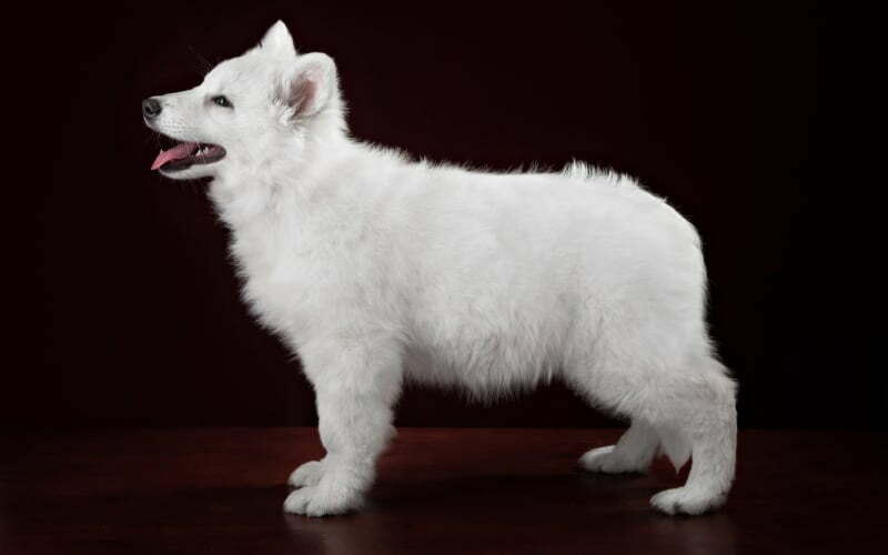White Swiss Shepherd Puppy For Sale