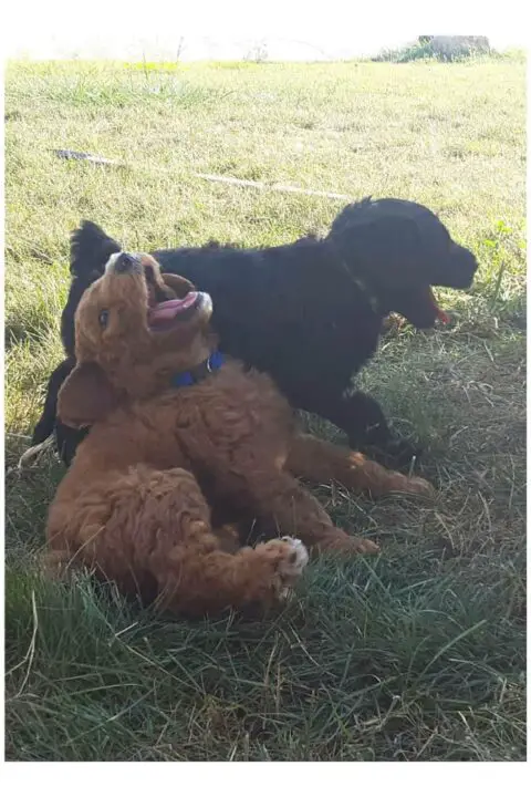Whoodle Puppies for Sale