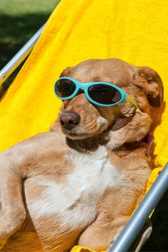 Why Do Dogs Like Sunbathing